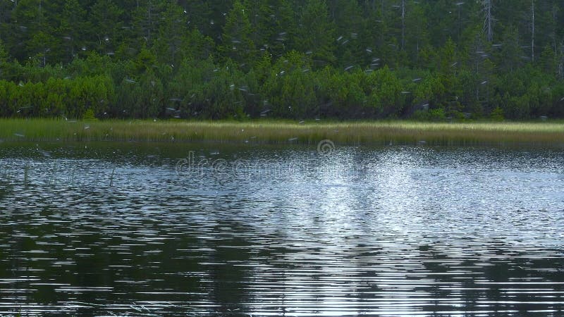 Flock of European Swallows hunting insects on lake