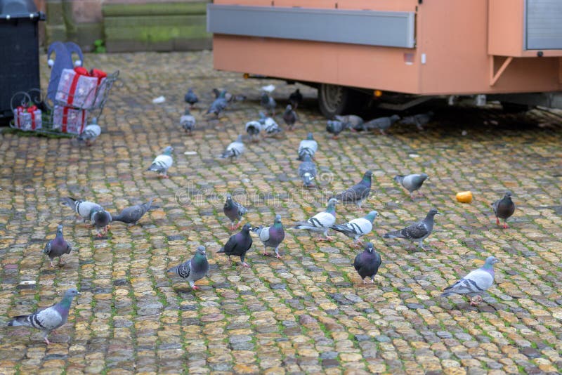 Flock of Feral Pigeons on a City Street Stock Image - Image of bread ...