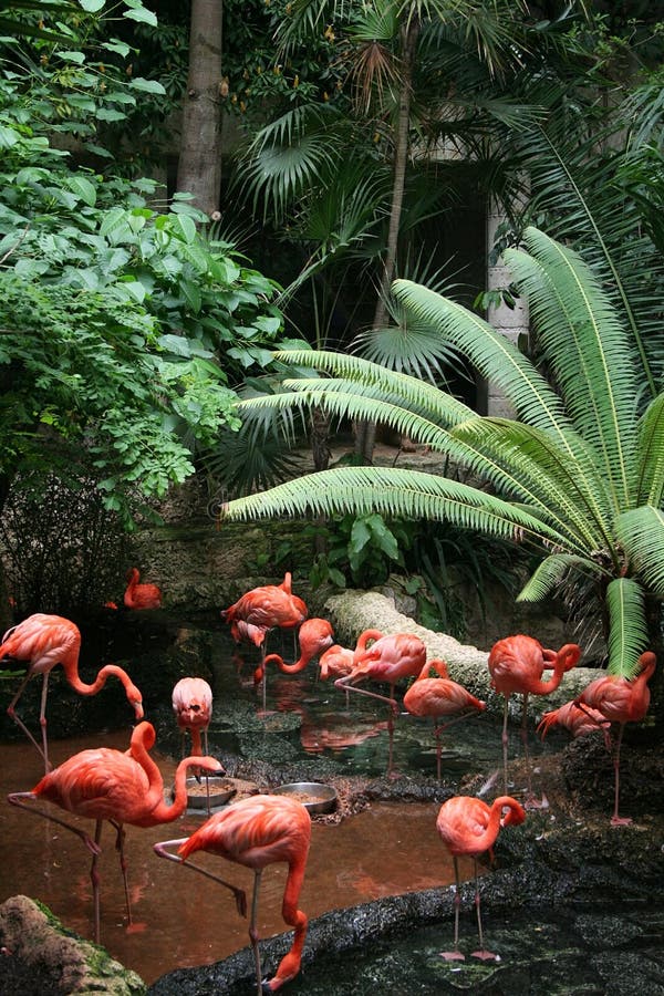 Flock of Flamingos