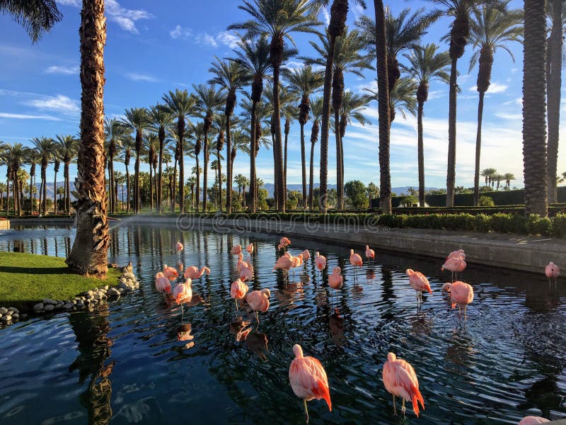 A flock of flamingos hanging out in a luxurious fountain at a fancy golf and resort in Palm Springs, California stock image A flock of flamingos hanging out in a luxurious fountain at a fancy golf and resort in Palm Springs, California stock image