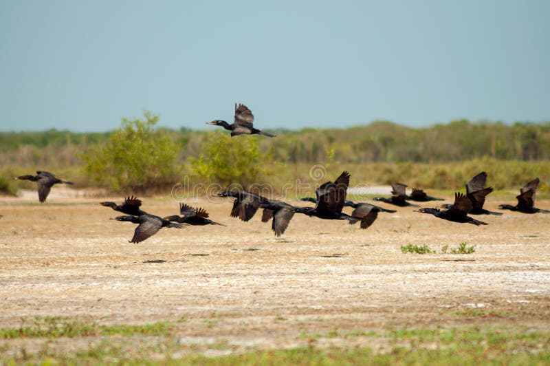 flock of birds flying flock of birds flying