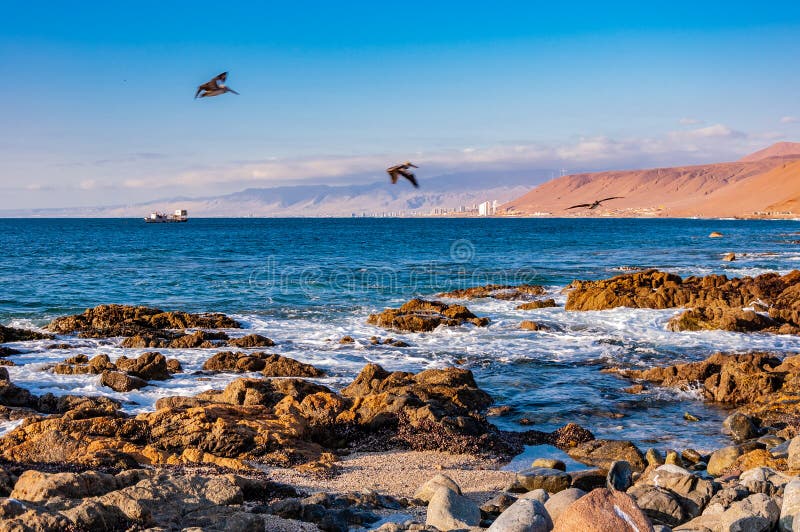 Flock of flying pelicans in flight, Chile