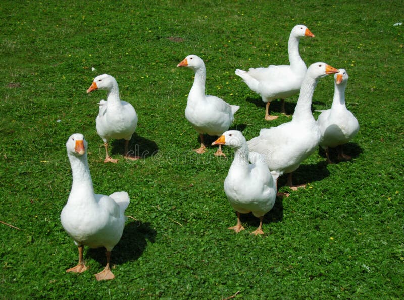 Flock of geese on