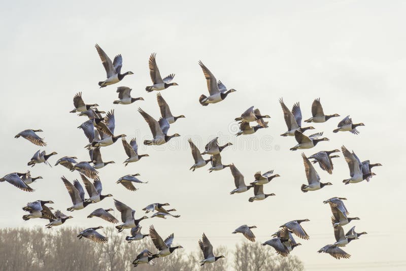 Flock of Geese Flying in Formation in the Sky of a Natural Park in