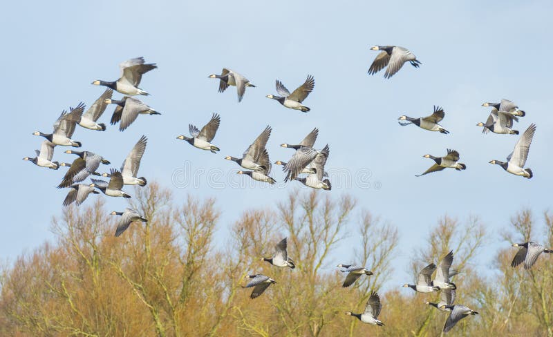 Flock of Geese Flying in Formation in the Sky of a Natural Park in