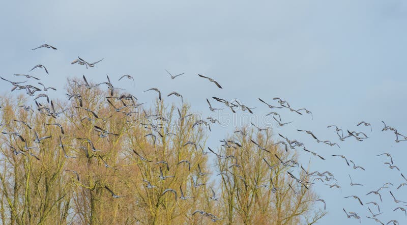 Flock of Geese Flying in Formation in the Sky of a Natural Park in