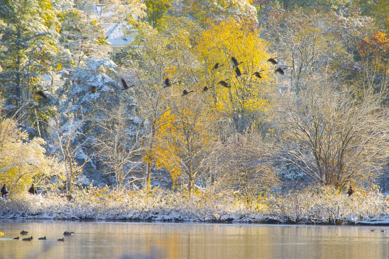 Flock Of Geese Flying over snowing lake in dawn in autumn