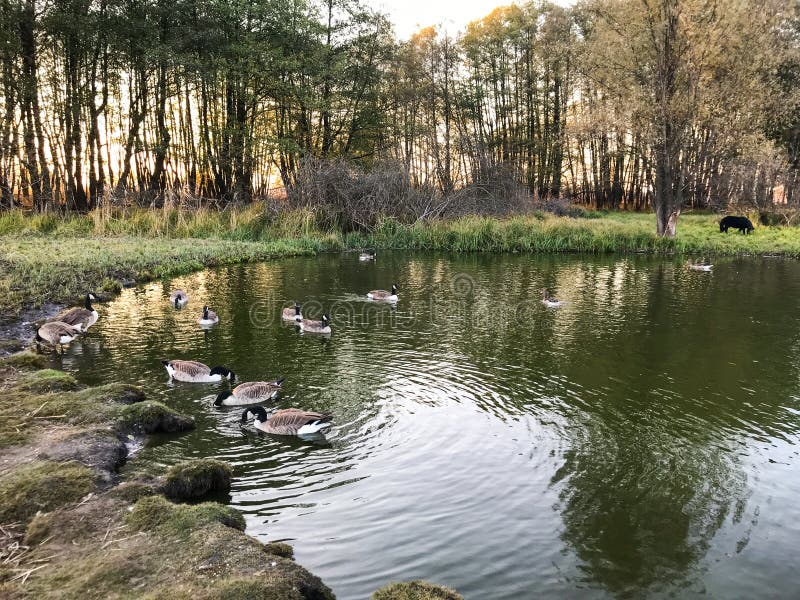 Flock of geese in the lake