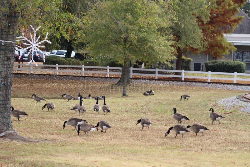 Bando de gansos num gramado num parque fotografia de stock