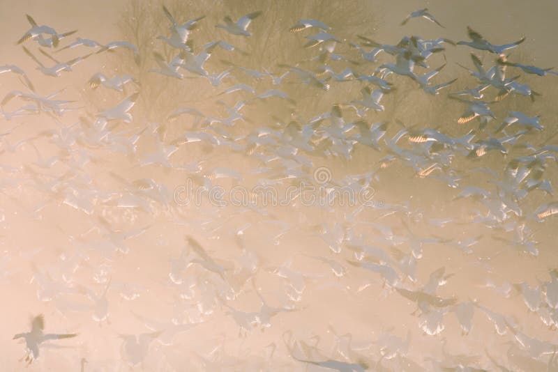 Flock of Geese Taking Off stock photo