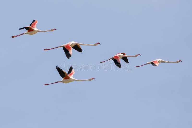 Flock of Greater flamingos, Phoenicopterus roseus, flying in Camargue, France royalty free stock photo Flock of Greater flamingos, Phoenicopterus roseus, flying in Camargue, France royalty free stock photo