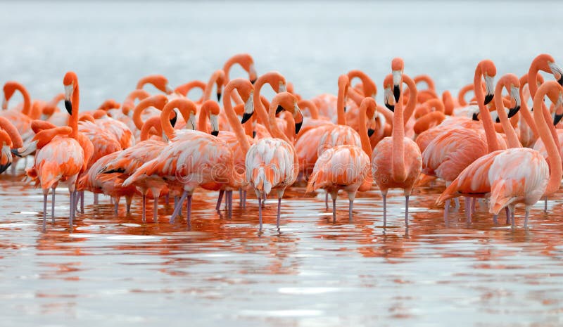 flock of flamingos flock of flamingos