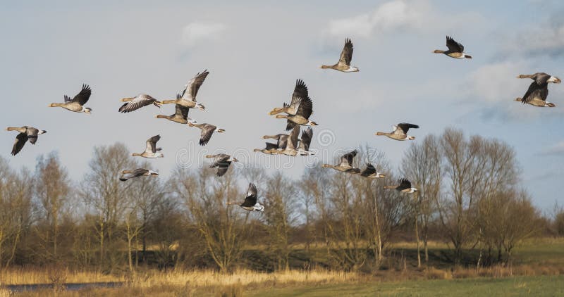 Flock of Greylag Geese seen arriving at an out of view lake seen at a nature reserve.