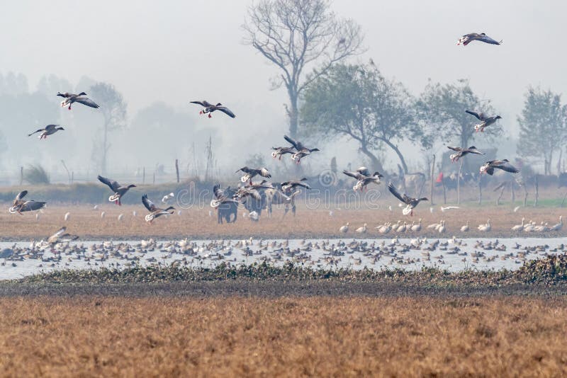 A flock of greylag goose landing