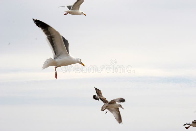 Flock of Gulls