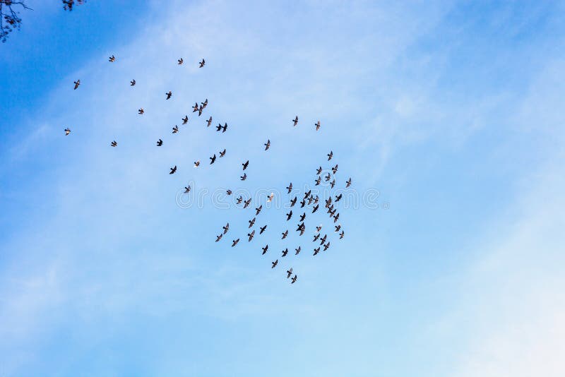 Flock of homing pigeons flies high in blue sky