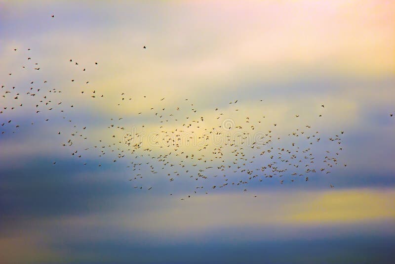 flock of jackdaws