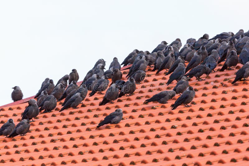 Flock with Jackdaws on a roof