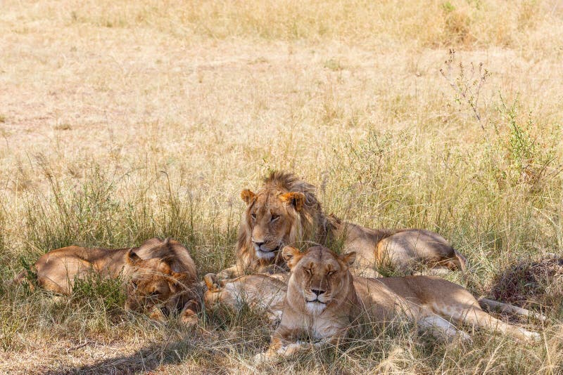 Flock of lions resting in the shade, a hot day