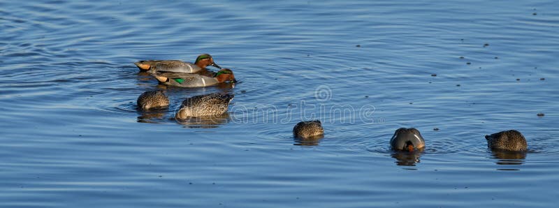 Flock of male and female Green-winged Teal ducks swimming and feeding in the sea water royalty free stock photos Flock of male and female Green-winged Teal ducks swimming and feeding in the sea water royalty free stock photos