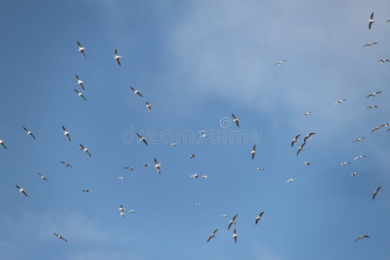 Flock of Many Storks