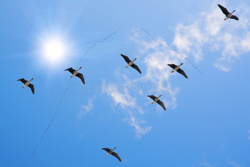 Flock of migrating