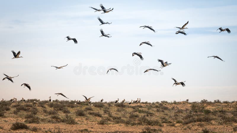 Flock of migrating storks in israel