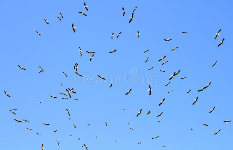 A flock of migrating white storks Ciconia ciconia in flight