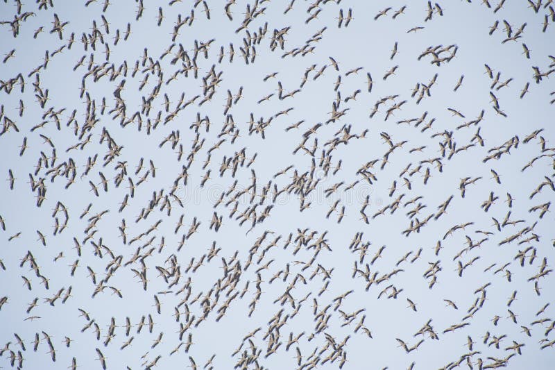Flock of migrating white storks