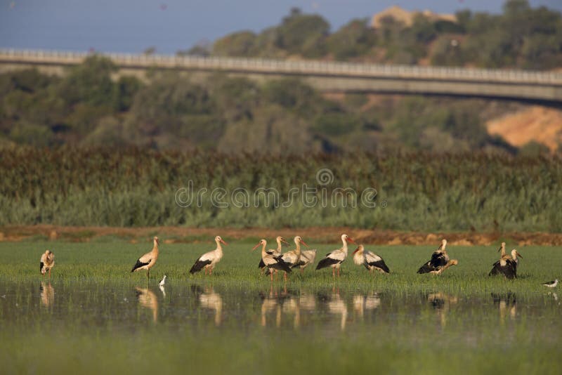 A flock of migrating white storks resting in the rice fields of the Algarve Portugal