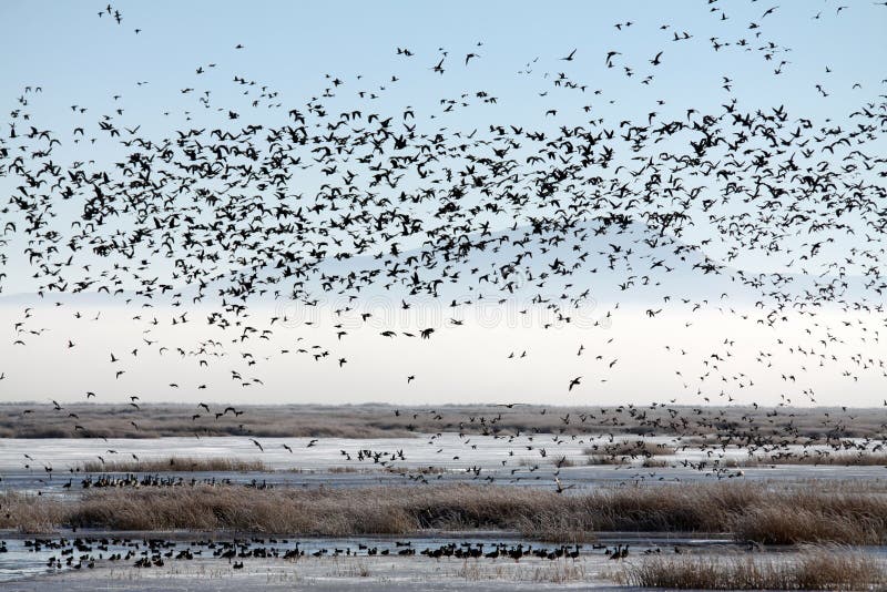 Flock of Migratory Birds over a Marsh
