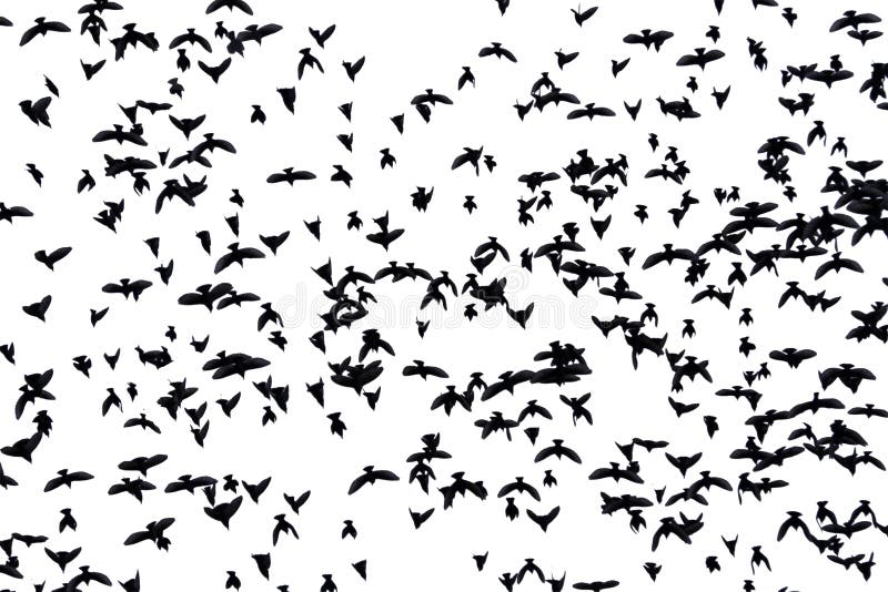 flocks of birds flying in patterns flocks of birds flying in patterns