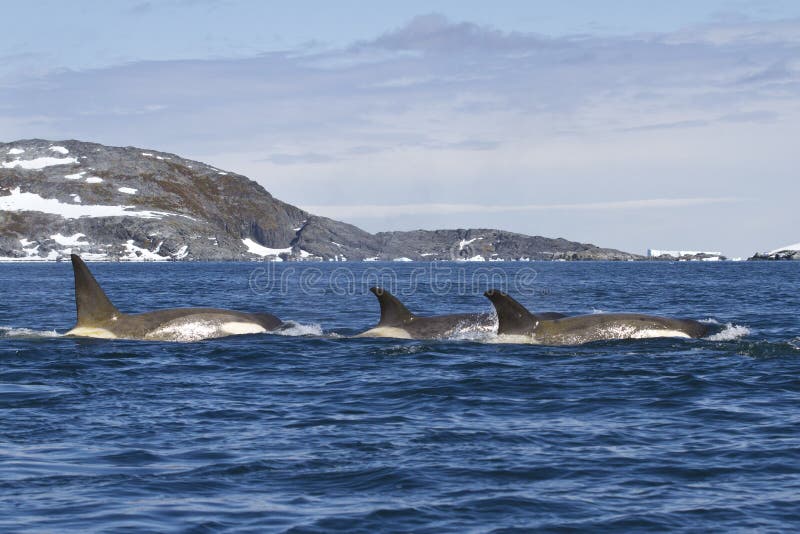 Flock orcas or killer whales swimming along the Antarctic Islands 1