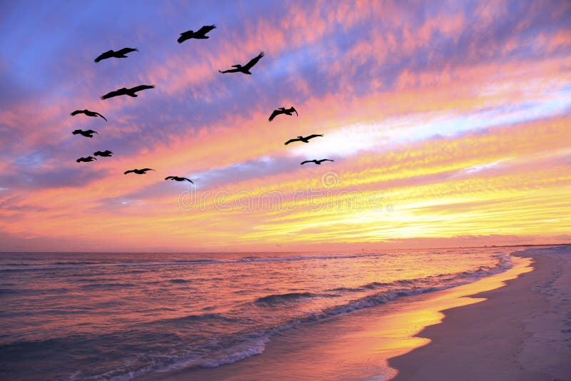 A flock of Pelicans Fly Over the Beach as the Sun Sets