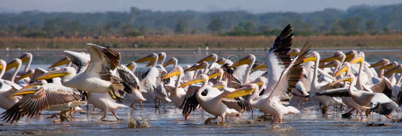 A flock of pelicans taking off from the water. Lake Nakuru. Kenya. Africa.