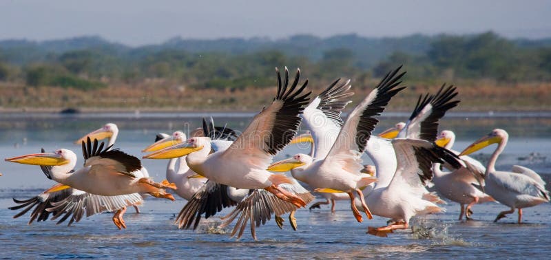 A flock of pelicans taking off from the water. Lake Nakuru. Kenya. Africa.