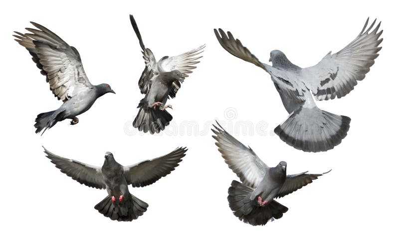 Flock of pigeon flying isolated