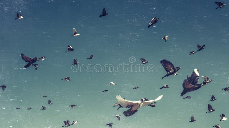 Flock of Pigeons In A Blue Sky, Vintage Toned And Scratches. Freedom Destination Travel Concept royalty free stock images Flock of Pigeons In A Blue Sky, Vintage Toned And Scratches. Freedom Destination Travel Concept royalty free stock images