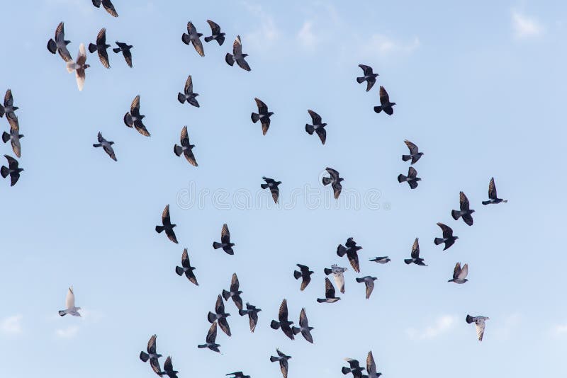 Flock of pigeons