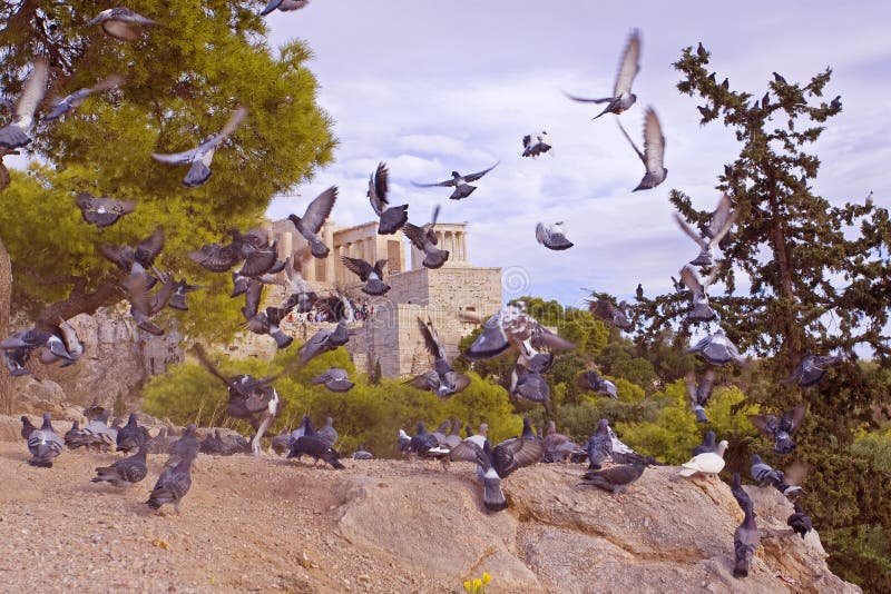 Flock of pigeons scatters from the view of the temple Erechteion in Akropale in Athens, in Greece royalty free stock images
