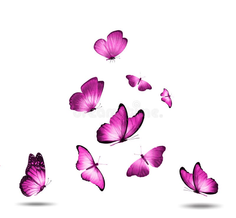 Flock of Pink Butterflies Isolated Against a White Background Stock  Illustration - Illustration of background, birthday: 211996233