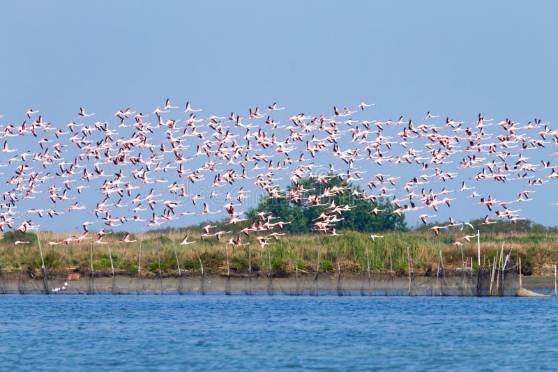 Flock of pink flamingos.Po river lagoon