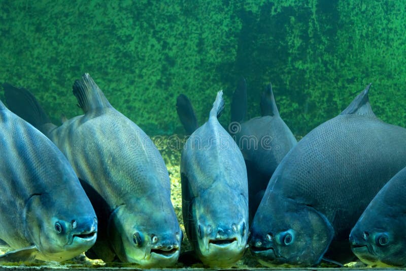 A Flock of Piranhas in an Aquarium. Dangerous Fish, Predators Stock