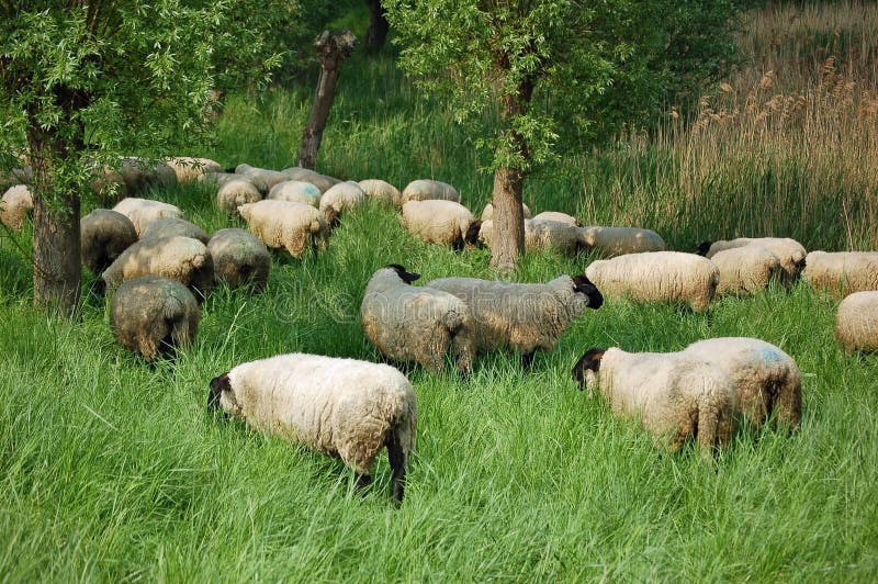 Flock of robust sheep