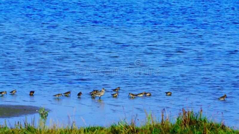 Wading birds feeding at low tide