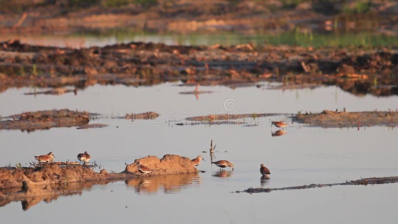 Flock of sandpipers roam the water