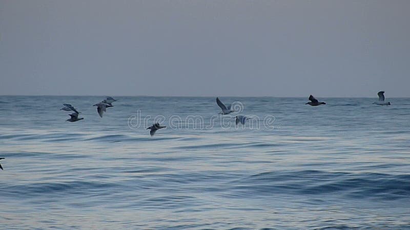 Flock of Sea Birds Flying Over the Pacific Ocean