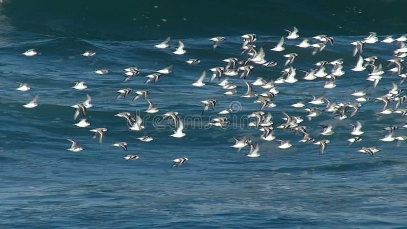 Flock of Sea Birds Flying Over the Pacific Ocean