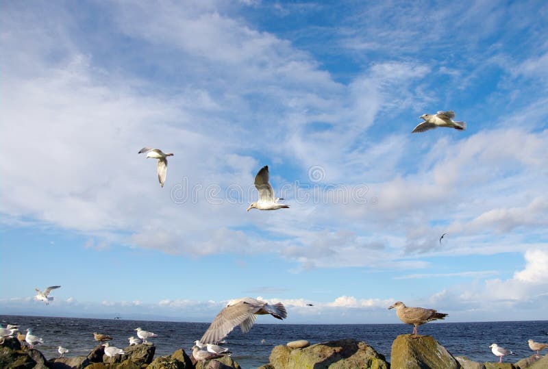 Flock of Sea Gulls