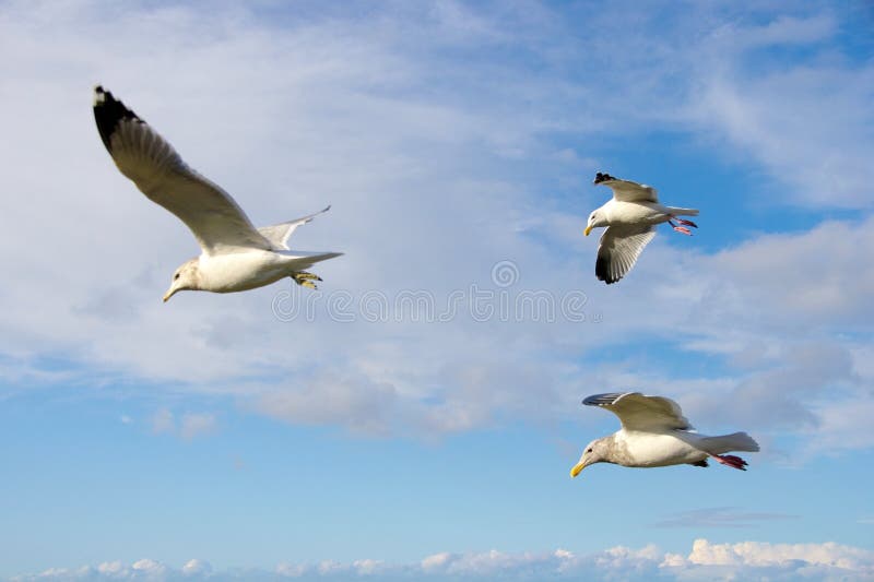 Flock of Sea Gulls